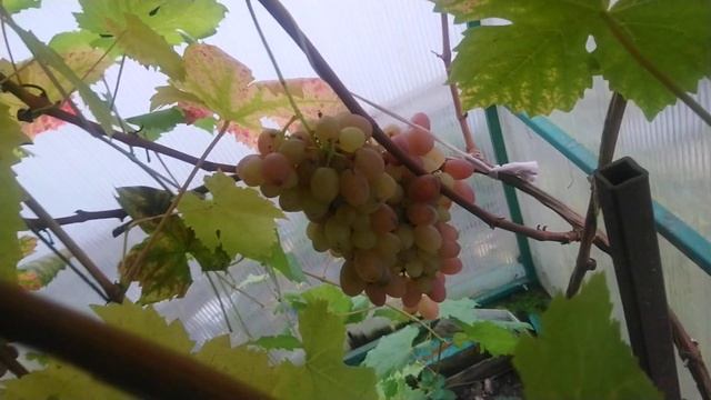 Золотая осень на винограднике в Ленинградской области. смотреть онлайн