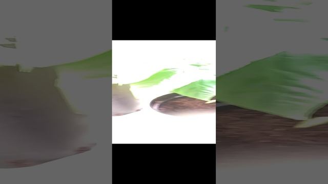 Домашний огород