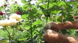 РОЗЫ. Как размножать розы воздушной отводкой. Легкий и быстрый способ.