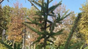 ВЛОГ басик гуляет в сквере