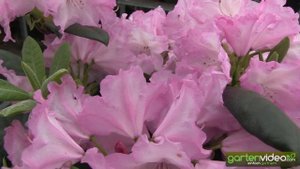 Rhododendron yakushimanum Blurettia