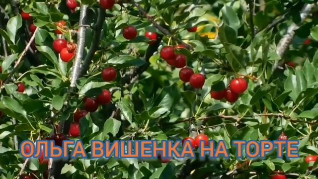 ВСЕ🤷♀️СНИМАТЬ НЕЧЕГО. СНИМАЕМ ОГУРЦЫ И ФАНТАЗИРУЕМ. ОЛЬГА УРАЛОЧКА LIVE. смотреть онлайн