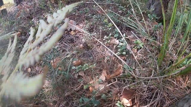 По грибы 9 сентября 2021г. Разнообразие грибочков) смотреть онлайн