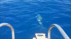 ЛУЧШИЙ  В  МИРЕ  ОТДЫХ. ПУТЕШЕСТВИЕ  НА  ЯХТЕ.  ПУТЕШЕСТВИЕ  ПОД  ПАРУСОМ