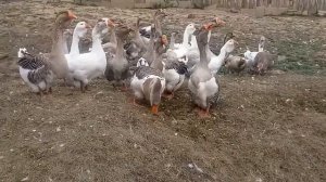 Холмогорские гуси💥🔥💥