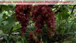 24 июля 23 года- Кишмиш Казантип- думаю что шедевральная форма, грозди огромные, ранний, вкусненьки