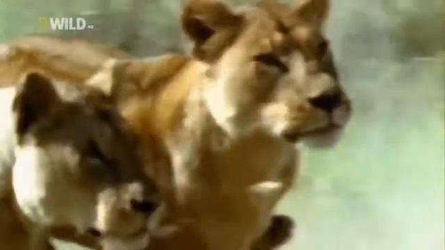 ЛЕВ - Царь зверей смотреть онлайн