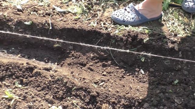 ? Посадка семян в мае на огороде Гордеевых — сеем #огурцы, кукурузу, фасоль, арбузы, дыню, тыкву