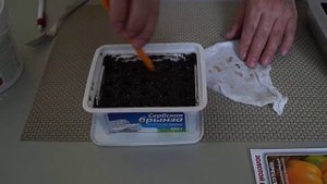 Перец болгарский из семян.Посев и выращивание перца болгарского традиционным способом.