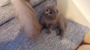 Как приучить котёнка к лотку,туалету.