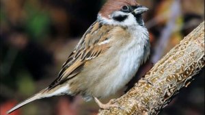 Бианки В.В. Сказка "Красная горка" (читает Демянко Т.В)