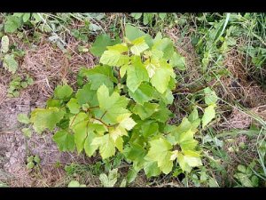 Виноград Изабелла в Подмосковье 1-й год после Размножения Черенками/Чубуками