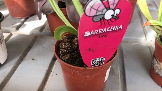 Обзор растений в садовых центрах смотреть онлайн