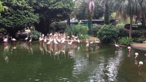 Фламинго в парке Коулун в Гонконге
