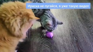 Kotoboom. Заводная мышка для кошек. Кошка Ириска не в восторге от новой игрушки