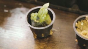 БАЗИЛИК МАРКИЗ / ПОСАДКА И ВЫРАЩИВАНИЕ / АЭРОПОНИКА