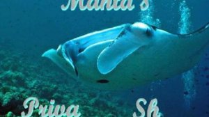 Manta's Private Show