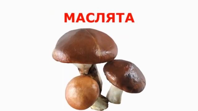 День грибов
