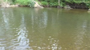 80 Серия Поймал Рыбу Хариус Обманка Удочка Поплавок Тайга, но Рыбак близко к месту Лова и Пугает Р