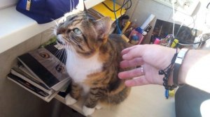 Кошка гавкает / кошка чирикает на птиц