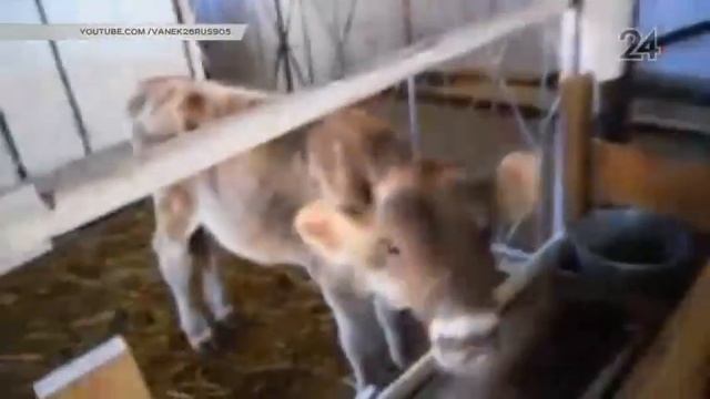 Ветеринары предупредили о приближении к Татарстану опасной болезни