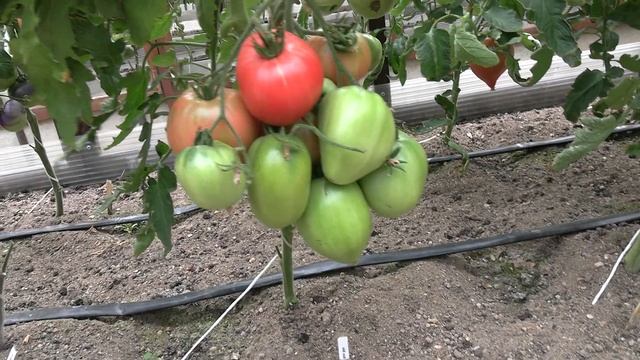 Томат сорта Розовый русский - Королевский сад смотреть онлайн