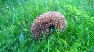 Приколы с животными - Ежик кричит (Hedgehog shouts)
