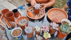 Trasplantado Echeverias juntos #suculentas #jardin #plantas #succulents #trasplantes