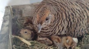 алмазный фазан, самка вывела фазанят продаю!