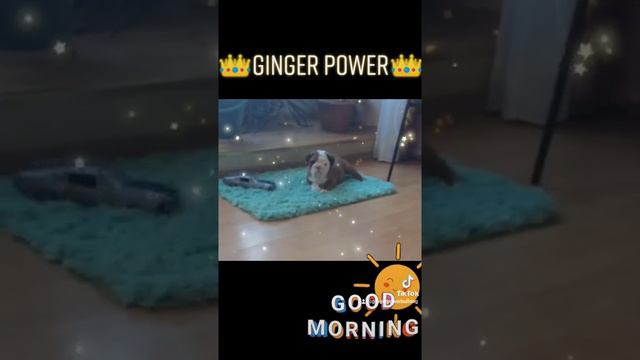 английский бульдог щенки / english bulldog pappy смотреть онлайн