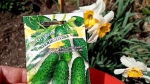 Подготовка теплицы к посеву огурцов.