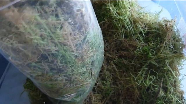 Мох для улиток Ахатины и Архахатины.  Мох Ягель и Сфагнум