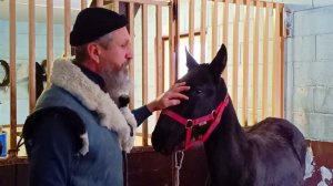 Оповаживание жеребенка.