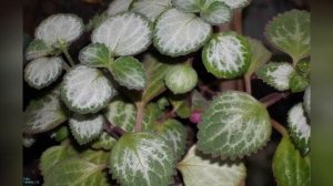 ПЛЕКТРАНТУС (PLECTRANTHUS)