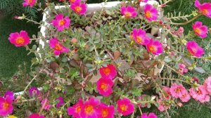 PURSLANE PLANT#PURSLANE FLOWERS