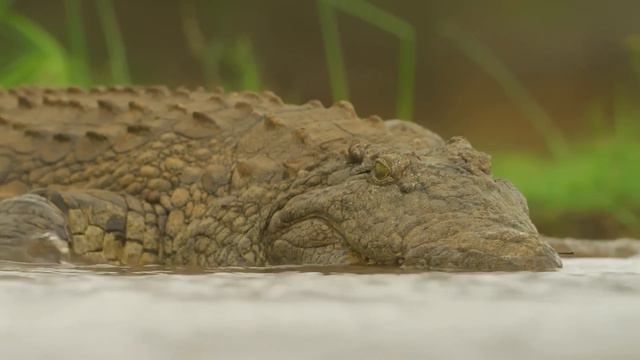 Cobra letal ataca leão (mamba negra), veja no que deu!! смотреть онлайн
