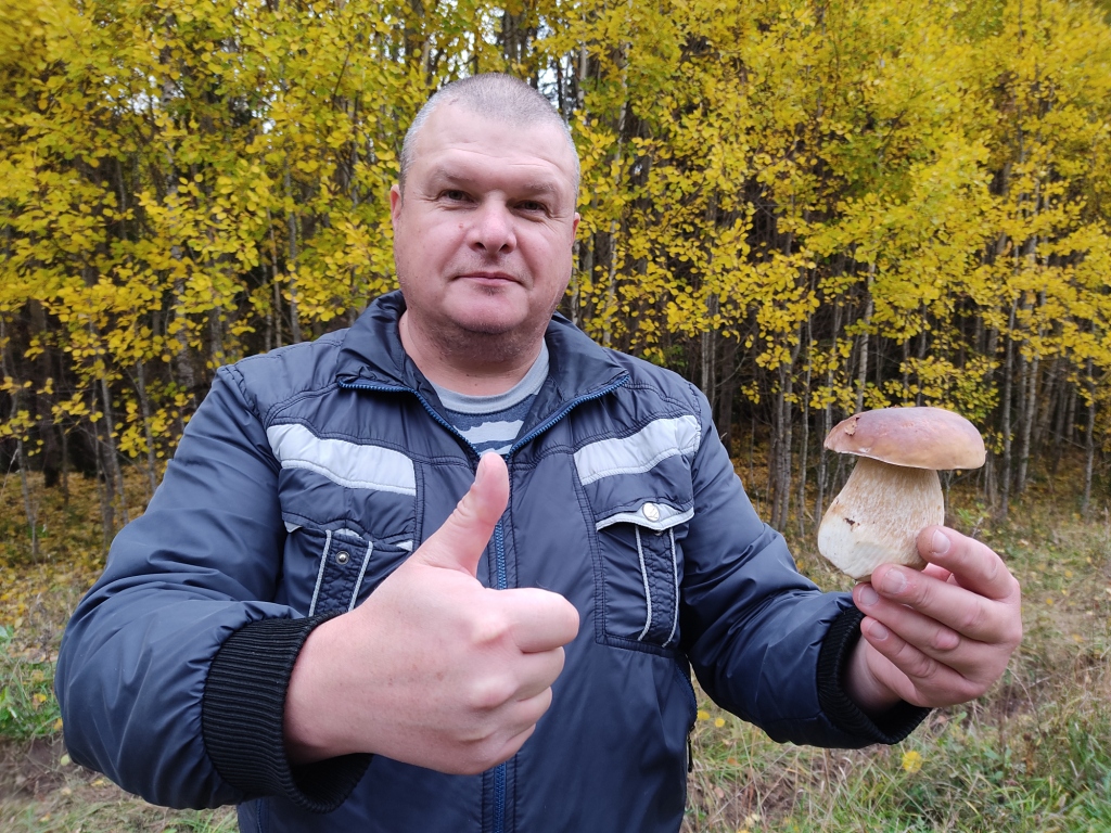 Тихая охота. Сбор и заготовка грибов. Подосиновики, подберезовики и белые грибы