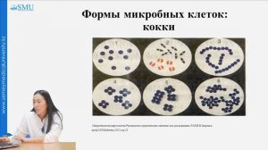 Структура бактериальной клетки