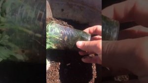 ТАРХУН(эстрагон)черенкование результат ? %