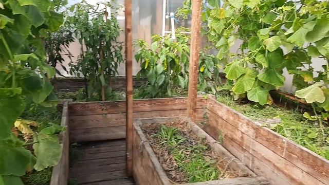 Огурцы 12 сентября 2020. последний сбор урожая. смотреть онлайн