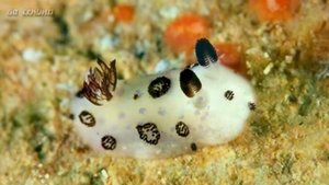 МИНУТКА ПРИРОДЫ Пушистый морской кролик Jorunna parva