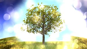 Футаж рост, дерево | Footage growth tree