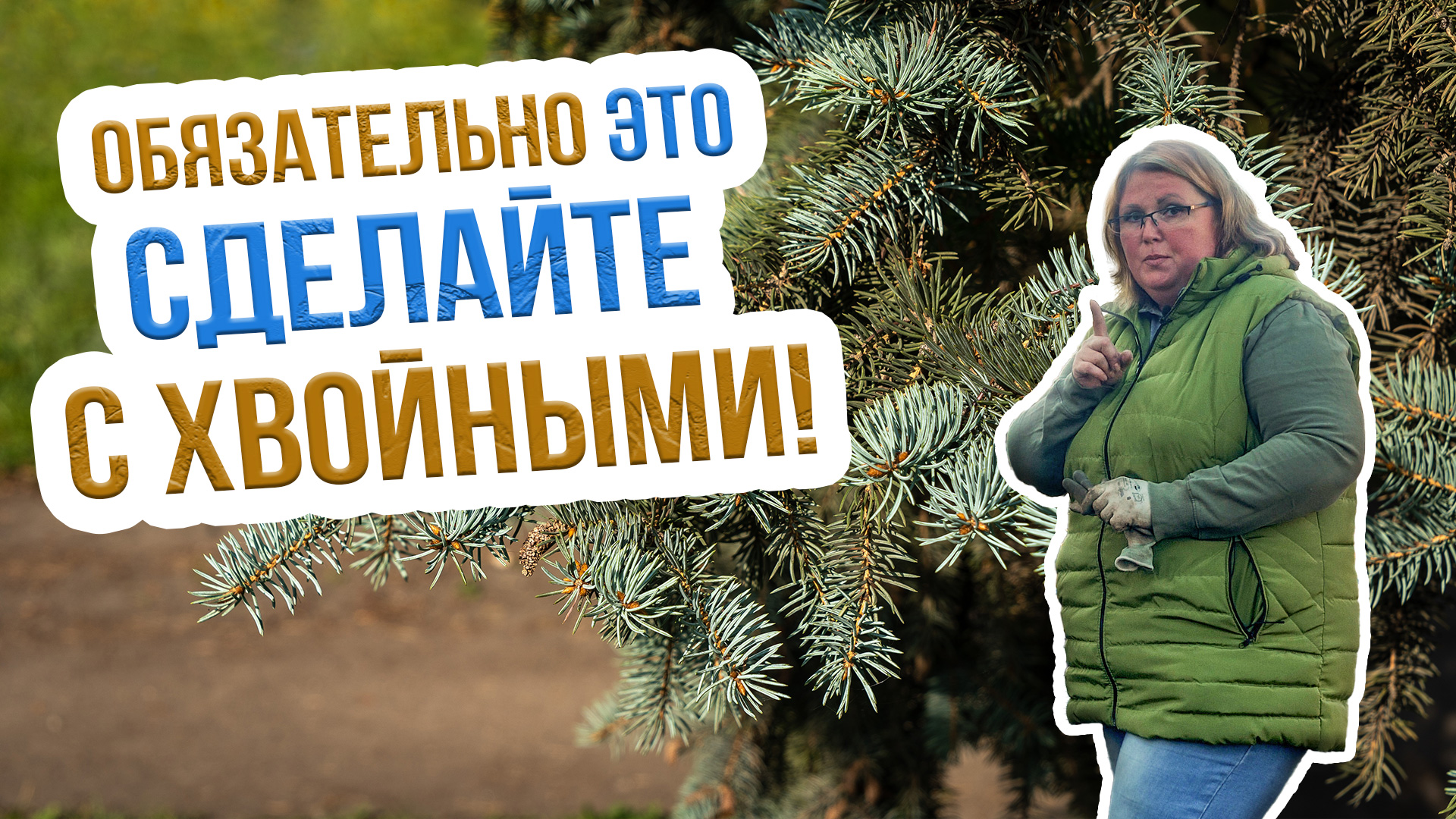 Правила ухода за хвойными деревьями осенью. Как подготовить хвойные растения к зимовке?