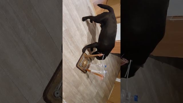 Как занять щенка лабрадора на 2 часа смотреть онлайн