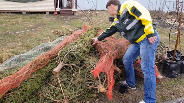 Как выглядят елки не проданные в Новом году смотреть онлайн