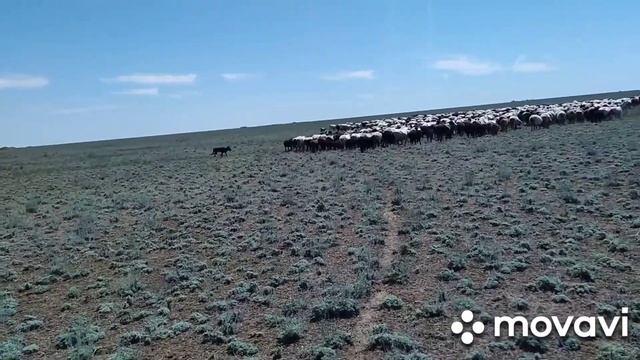 Обработка овец после стрижки смотреть онлайн