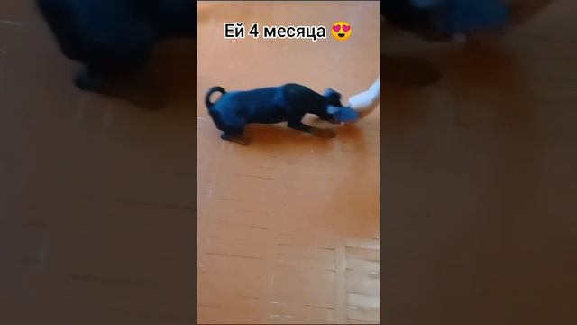 Команда сидеть, лежать, стоять.. #цвергпинчер 4 месяца #шортс