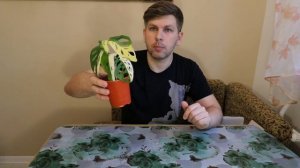 НОВОЕ КОМНАТНОЕ РАСТЕНИЕ МОНСТЕРА АДАНСОНА ВАРИЕГАТНАЯ