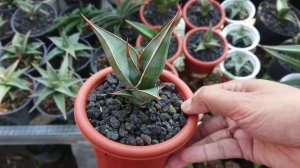 Sansevieria Lavranos, Pinguicula, Blue leaf, Samurai Dwarf