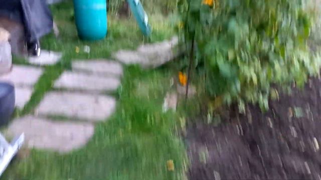 Будем убирать ежевику. смотреть онлайн